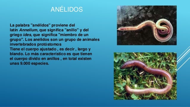 Animales invertebrados