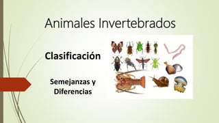 Animales Invertebrados
Clasificación
Semejanzas y
Diferencias
 