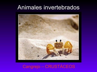 Animales invertebrados Cangrejo – CRUSTÁCEOS 