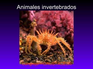 Animales invertebrados Cangrejo – CRUSTÁCEOS 