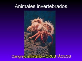 Animales invertebrados Cangrejo ermitaño – CRUSTÁCEOS 