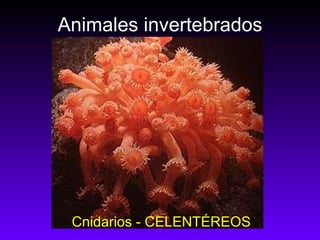 Animales invertebrados Cnidarios - CELENTÉREOS 