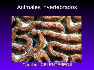 Animales invertebrados Corales - CELENTÉREOS 