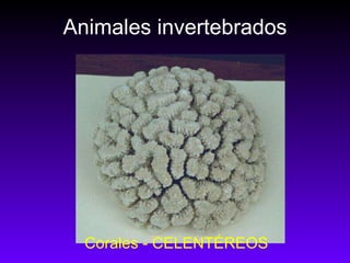 Animales invertebrados Corales - CELENTÉREOS 