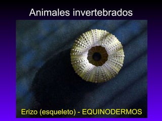 Animales invertebrados Erizo (esqueleto) - EQUINODERMOS 