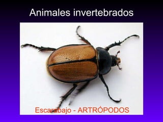 Animales invertebrados Escarabajo - ARTRÓPODOS 