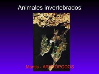 Animales invertebrados Mantis - ARTRÓPODOS 
