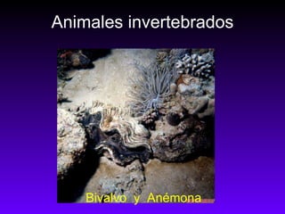 Animales invertebrados Bivalvo  y  Anémona 