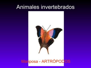 Animales invertebrados Mariposa - ARTRÓPODOS 