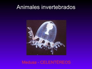 Animales invertebrados Medusa - CELENTÉREOS 