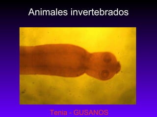 Animales invertebrados Tenia - GUSANOS 