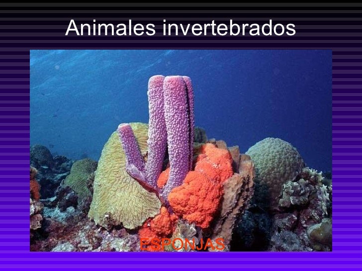 Fotos De Animales Invertebrados Esponjas - Fairlysafedelusions.blogspot.com