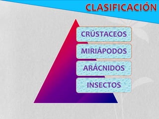 CRÚSTACEOS

MIRIÁPODOS

ARÁCNIDOS

 INSECTOS
 