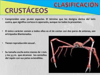 • Comprenden unas 30.000 especies. El término que los designa deriva del latín
  custra, que significa corteza ó caparazón, aunque no todos la presentan.


• El único carácter común a todos ellos es el de contar con dos pares de antenas, son
  artrópodos Biantenados.


• Tienen reproducción sexual .


• Su tamaño oscila entre menos de 1 mm.
  y los 3,5 m. que alcanzan los centollos
  del Japón con sus patas extendidas.
 