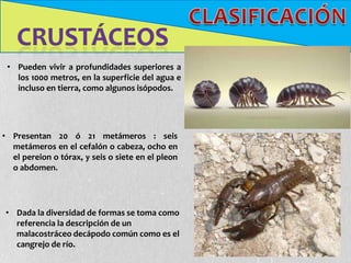 • Pueden vivir a profundidades superiores a
   los 1000 metros, en la superficie del agua e
   incluso en tierra, como algunos isópodos.




• Presentan 20 ó 21 metámeros : seis
  metámeros en el cefalón o cabeza, ocho en
  el pereion o tórax, y seis o siete en el pleon
  o abdomen.




• Dada la diversidad de formas se toma como
  referencia la descripción de un
  malacostráceo decápodo común como es el
  cangrejo de río.
 
