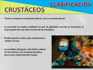 • Tienen un sistema circulatorio abierto, con un corazón dorsal.


• La excreción se realiza mediante un par de glándulas excreta es amoníaco, la
  mayor parte del cual sale a través de las branquias.


• Pueden poseer ocelos, ojos compuestos ó
  ambos a la vez.


• Los sentidos del gusto y del olfato radican
  en las antenas y en las piezas bucales y
  para crecer experimentan mudas.
 