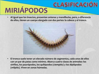 • Al igual que los insectos, presentan antenas y mandíbulas, pero, a diferencia
  de ellos, tienen un cuerpo alargado con dos partes: la cabeza y el tronco.




• El tronco suele tener un elevado número de segmentos, cada unos de ellos
  con un par de patas como mínimo. Abarca cuatro clases de animales: los
  sínfilos, los paurópodos, los quilópodos (ciempiés) y los diplópodos
  (milpiés). Viven en zonas húmedas.
 