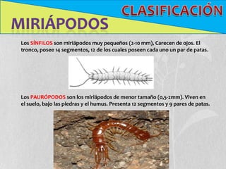 Los SÍNFILOS son miriápodos muy pequeños (2-10 mm), Carecen de ojos. El
tronco, posee 14 segmentos, 12 de los cuales poseen cada uno un par de patas.




Los PAURÓPODOS son los miriápodos de menor tamaño (0,5-2mm). Viven en
el suelo, bajo las piedras y el humus. Presenta 12 segmentos y 9 pares de patas.
 