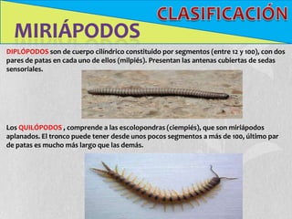 DIPLÓPODOS son de cuerpo cilíndrico constituido por segmentos (entre 12 y 100), con dos
pares de patas en cada uno de ellos (milpiés). Presentan las antenas cubiertas de sedas
sensoriales.




Los QUILÓPODOS , comprende a las escolopondras (ciempiés), que son miriápodos
aplanados. El tronco puede tener desde unos pocos segmentos a más de 100, último par
de patas es mucho más largo que las demás.
 