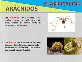 • Los OPILIONES son parecidos a las
  arañas,   pero,    a  diferencia de
  ellas, carecen de cintura entre el
  prosoma y el opistosoma.




• Los ÁCAROS son arácnidos de pequeño
  tamaño y de abdomen no segmentado y
  fusionado al cefalotórax. Los adultos
  tienen cuatro pares de patas.
 