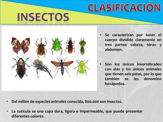 • Se caracterizan por tener el
                                                      cuerpo dividido claramente en
                                                      tres partes: cabeza, tórax y
                                                      abdomen.


                                                    • Son los únicos invertebrados
                                                      con alas y los únicos animales
                                                      que tienen seis patas, por lo que
                                                      también se les denomina
                                                      hexápodos.



• Del millón de especies animales conocida, 800.000 son insectos.

• La cutícula es una capa dura, ligera e impermeable, que puede presentar
  diferentes colores.
 