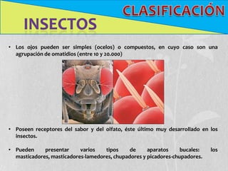 • Los ojos pueden ser simples (ocelos) o compuestos, en cuyo caso son una
  agrupación de omatidios (entre 10 y 20.000)




• Poseen receptores del sabor y del olfato, éste último muy desarrollado en los
  insectos.

• Pueden     presentar     varios   tipos     de     aparatos     bucales:   los
  masticadores, masticadores-lamedores, chupadores y picadores-chupadores.
 