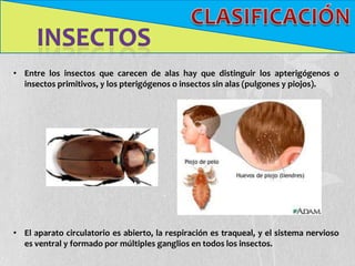 • Entre los insectos que carecen de alas hay que distinguir los apterigógenos o
  insectos primitivos, y los pterigógenos o insectos sin alas (pulgones y piojos).




• El aparato circulatorio es abierto, la respiración es traqueal, y el sistema nervioso
  es ventral y formado por múltiples ganglios en todos los insectos.
 