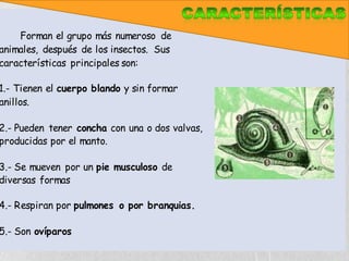 CARACTERÍSTICAS GENERALES
    Forman el grupo más numeroso de
animales, después de los insectos. Sus
características principales son:

1.- Tienen el cuerpo blando y sin formar
anillos.

2.- Pueden tener concha con una o dos valvas,
producidas por el manto.

3.- Se mueven por un pie musculoso de
diversas formas

4.- Respiran por pulmones o por branquias.

5.- Son ovíparos
 