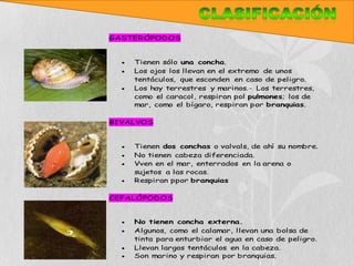 GASTERÓPODOS


    Tienen sólo una concha.
    Los ojos los llevan en el extremo de unos
    tentáculos, que esconden en caso de peligro.
    Los hay terrestres y marinos.- Los terrestres,
    como el caracol, respiran pol pulmones; los de
    mar, como el bígaro, respiran por branquias.

BIVALVOS


    Tienen dos conchas o valvals, de ahí su nombre.
    No tienen cabeza diferenciada.
    Vven en el mar, enterrados en la arena o
    sujetos a las rocas.
    Respiran ppor branquias

CEFALÓPODOS


    No tienen concha externa.
    Algunos, como el calamar, llevan una bolsa de
    tinta para enturbiar el agua en caso de peligro.
    Llevan largos tentáculos en la cabeza.
    Son marino y respiran por branquias.
 