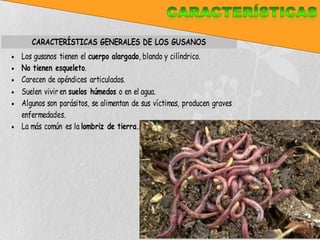 CARACTERÍSTICAS GENERALES DE LOS GUSANOS
Los gusanos tienen el cuerpo alargado, blando y cilíndrico.
No tienen esqueleto.
Carecen de apéndices articulados.
Suelen vivir en suelos húmedos o en el agua.
Algunos son parásitos, se alimentan de sus víctimas, producen graves
enfermedades.
La más común es la lombriz de tierra.
 