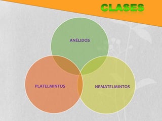 ANÉLIDOS




PLATELMINTOS              NEMATELMINTOS
 