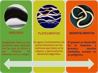 ANÉLIDOS                 PLATELMINTOS               NEMATELMINTOS

Sanguijuela tiene en sus   Se agarra fuertemente a la   El gusano se desarrolla
extremos unas ventosas      pared intestinal con las    en el intestino y
con las que se aferra a     ventosas que tiene en la    provoca        muchas
sus     víctimas.     Se    cabeza, y aprovecha los     molestias, aunque no
alimenta con su sangre.       alimentos digeridos.      es peligroso.
 