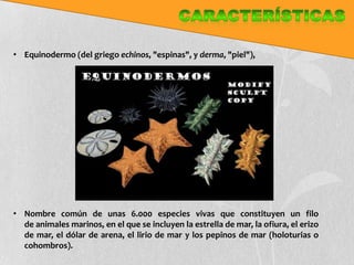 • Equinodermo (del griego echinos, "espinas", y derma, "piel"),




• Nombre común de unas 6.000 especies vivas que constituyen un filo
  de animales marinos, en el que se incluyen la estrella de mar, la ofiura, el erizo
  de mar, el dólar de arena, el lirio de mar y los pepinos de mar (holoturias o
  cohombros).
 