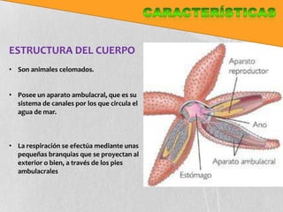 ESTRUCTURA DEL CUERPO
• Son animales celomados.


• Posee un aparato ambulacral, que es su
  sistema de canales por los que circula el
  agua de mar.



• La respiración se efectúa mediante unas
  pequeñas branquias que se proyectan al
  exterior o bien, a través de los pies
  ambulacrales
 