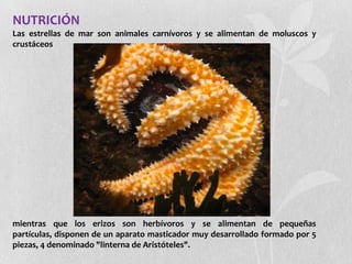 NUTRICIÓN
Las estrellas de mar son animales carnívoros y se alimentan de moluscos y
crustáceos




mientras que los erizos son herbívoros y se alimentan de pequeñas
partículas, disponen de un aparato masticador muy desarrollado formado por 5
piezas, 4 denominado "linterna de Aristóteles".
 