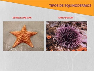 TIPOS DE EQUINODERMOS


ESTRELLA DE MAR       ERIZO DE MAR
 