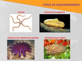 TIPOS DE EQUINODERMOS

         OFIURA                 LENGUA DE FLAMENCO




ESTRELLA DE CORONA DE ESPINAS   PEPINO DE MAR PARDO
 