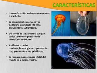 •   Las medusas tienen forma de campana
    o sombrilla.

• La zona aboral es convexa y se
  denomina Exumbrela y la zona
  oral, cóncava, Subumbrela.

• Del borde de la Exumbrela cuelgan
  varios tentáculos provistos de
  numerosos cnidocitos.

• A diferencia de las
  medusas, la mesoglea es típicamente
  muy gruesa; suele ser gelatinosa.

• La medusa más venenosa y letal del
  mundo es la avispa marina.
 
