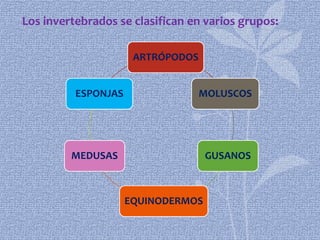 Los invertebrados se clasifican en varios grupos:

                      ARTRÓPODOS


          ESPONJAS                 MOLUSCOS




         MEDUSAS                    GUSANOS



                     EQUINODERMOS
 