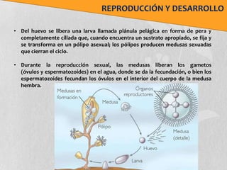 REPRODUCCIÓN Y DESARROLLO

• Del huevo se libera una larva llamada plánula pelágica en forma de pera y
  completamente ciliada que, cuando encuentra un sustrato apropiado, se fija y
  se transforma en un pólipo asexual; los pólipos producen medusas sexuadas
  que cierran el ciclo.

• Durante la reproducción sexual, las medusas liberan los gametos
  (óvulos y espermatozoides) en el agua, donde se da la fecundación, o bien los
  espermatozoides fecundan los óvulos en el interior del cuerpo de la medusa
  hembra.
 