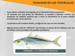TOXICIDAD DE LOS TENTÁCULOS


• Estas células contienen una cápsula con un filamento tóxico (venenoso).
• Al contacto con una presa, los filamentos se eyectan e inyectan veneno. Los
  tentáculos de medusas muertas que a veces se encuentran en la playa pueden
  envenenar por varias semanas.

• Las picaduras de la medusa fisalia, y ortiga de mar rara vez son mortales.

• Algunos peces como el " chicharro" son inmunes al veneno de las medusas y por eso
  las utilizan como escondite a los posibles predadores.
 