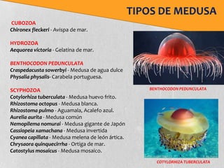 TIPOS DE MEDUSA
CUBOZOA
Chironex fleckeri - Avispa de mar.

HYDROZOA
Aequorea victoria - Gelatina de mar.

BENTHOCODON PEDUNCULATA
Craspedacusta sowerbyi - Medusa de agua dulce
Physalia physalis- Carabela portuguesa.

SCYPHOZOA                                             BENTHOCODON PEDUNCULATA
Cotylorhiza tuberculata - Medusa huevo frito.
Rhizostoma octopus - Medusa blanca.
Rhizostoma pulmo - Aguamala, Acalefo azul.
Aurelia aurita - Medusa común
Nemopilema nomurai - Medusa gigante de Japón
Cassiopeia xamachana - Medusa invertida
Cyanea capillata - Medusa melena de león ártica.
Chrysaora quinquecirrha - Ortiga de mar.
Catostylus mosaicus - Medusa mosaico.
                                                        COTYLORHIZA TUBERCULATA
 