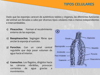 TIPOS CELULARES


Dado que las esponjas carecen de auténticos tejidos y órganos, las diferentes funciones
del animal son llevadas a cabo por diversos tipos celulares más o menos independientes
e intercambiables.

1) Pinacocitos. Forman el recubrimiento
   externo de las esponjas.

2) Basopinacocitos. Segregan fibras que
   anclan la esponja al sustrato.

3) Porocitos. Con un canal central
   regulable que deja pasar volumen de
   agua hacia el interior.


4) Coanocitos. Los flagelos, dirigidos hacia
   las cámaras vibrátiles, provocan
   corrientes de agua gracias a
   movimientos.
 