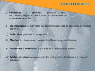 TIPOS CELULARES

5) Colenocitos     y      Lofocitos. Secretan  fibras
   de colágeno dispersas que forman un entramado de
   sostén en la mesohilo.


6) Espongiocitos. Secretan fibras que son el principal soporte del cuerpo de muchas
   esponjas.

7) Esclerocitos. producción de espículas.

8) Miocitos. Su citoplasma es rico en microfilamentos y microtúbulos.


9) Arqueocitos o Amebocitos. son claves en la reproducción asexual.


10) Células esferulosas. acumulan gránulos refringentes y los liberan a la corriente
    exhalante.
 