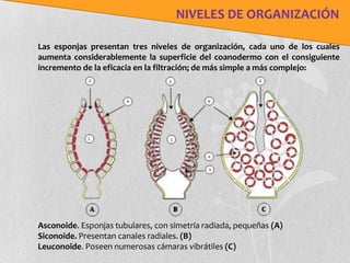 NIVELES DE ORGANIZACIÓN

Las esponjas presentan tres niveles de organización, cada uno de los cuales
aumenta considerablemente la superficie del coanodermo con el consiguiente
incremento de la eficacia en la filtración; de más simple a más complejo:




Asconoide. Esponjas tubulares, con simetría radiada, pequeñas (A)
Siconoide. Presentan canales radiales. (B)
Leuconoide. Poseen numerosas cámaras vibrátiles (C)
 