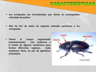  Los artrópodos son invertebrados que tienen un exoesqueleto
  articulado de quitina.


 Más de 80% de todas las especies animales pertenece a los
  artrópodos.



 Tienen     el   cuerpo   segmentado
  (metamerizado).     Con tendencia a
  la fusión de algunos metámeros para
  formar diferentes regiones.    Cada
  metámero tiene, un par de apéndices
  articulados.
 