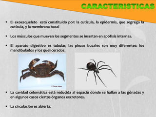  El exoesqueleto está constituido por: la cutícula, la epidermis, que segrega la
  cutícula, y la membrana basal

 Los músculos que mueven los segmentos se insertan en apófisis internas.

 El aparato digestivo es tubular, las piezas bucales son muy diferentes: los
  mandibulados y los quelicerados.




 La cavidad celomática está reducida al espacio donde se hallan a las gónadas y
  en algunos casos ciertos órganos excretores.

 La circulación es abierta.
 