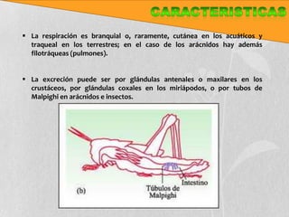  La respiración es branquial o, raramente, cutánea en los acuáticos y
  traqueal en los terrestres; en el caso de los arácnidos hay además
  filotráqueas (pulmones).


 La excreción puede ser por glándulas antenales o maxilares en los
  crustáceos, por glándulas coxales en los miriápodos, o por tubos de
  Malpighi en arácnidos e insectos.
 