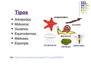 Tipos
    Artrópodos.
    Moluscos.
    Gusanos.
    Equinodermos.
    Medusas.
    Esponjas.



Ver: http://www.youtube.com/watch?v=szqzGVDfGTo
 