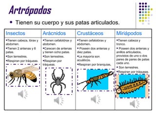 Artrópodos
     Tienen su cuerpo y sus patas articulados.
Insectos                  Arácnidos                Crustáceos                 Miriápodos
Tienen cabeza, tórax y   Tienen  cefalotórax y   Tienen  cefalotórax y     Tienen   cabeza y
abdomen.                  abdomen.                 abdomen.                   tronco.
Tienen 2 antenas y 6     Carecen de antenas       Poseen dos antenas y      Poseen dos antenas y
patas.                    y tienen ocho patas.     diez patas.                anillos articulados,
Son terrestres.          Son terrestres.         La mayoría son            provistos de uno o dos
Respiran por tráqueas.   Respiran por            acuáticos.                 pares de pares de patas
                                                                              cada uno.
                          tráqueas.                Respiran por branquias.
                                                                               Son terrestres.

                                                                              Respiran por tráqueas.
 